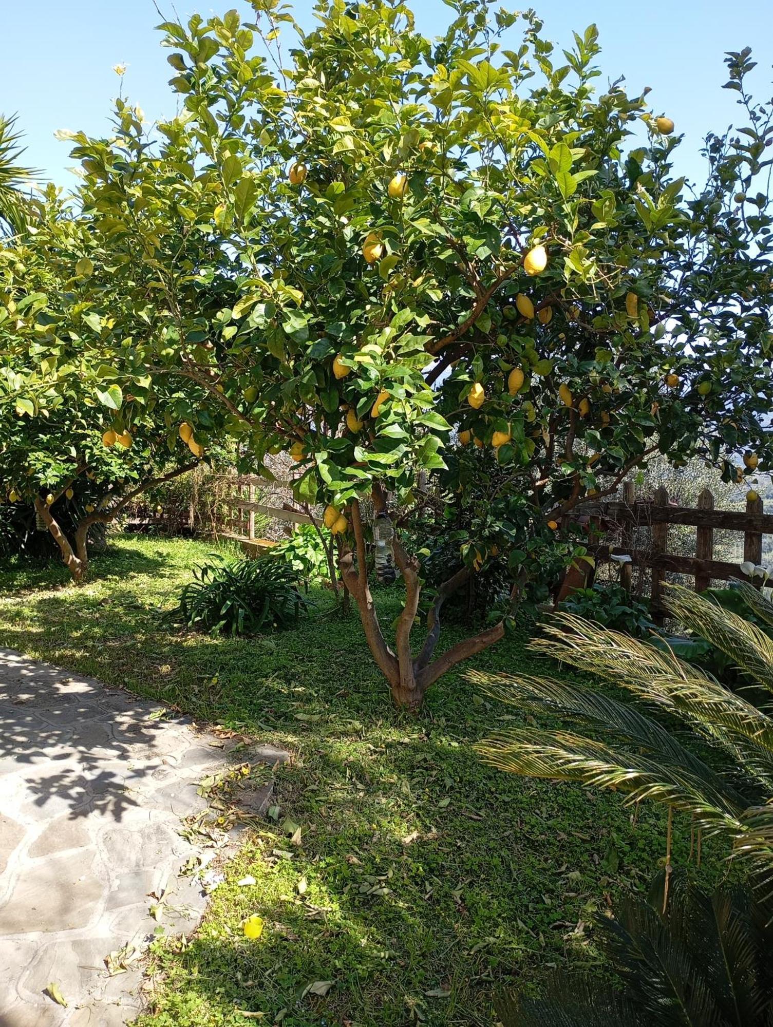 Casa Vacanze Diamante オリアストロ・チレント エクステリア 写真